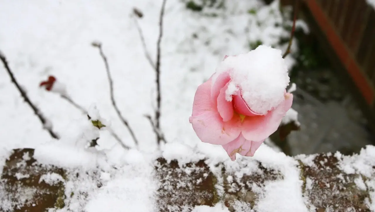 Come proteggere i fiori dalle gelate