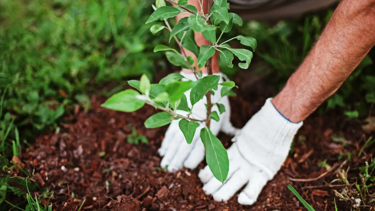 Come piantare alberi da frutto nel modo giusto